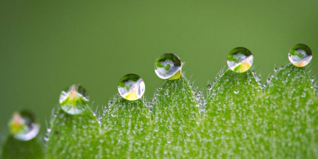 La lluvia caída no ha sido suficiente
